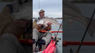 TOPWATER BLOW UPS Fall Kayak Fishing saltlife fish kayakfishing redfish [upl. by Mairb826]