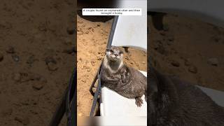 A couple found an orphaned otter and then brought it home animalshorts shortvideo otter [upl. by Niehaus621]