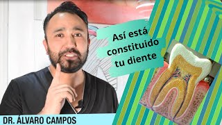 ¿Cuáles son las partes de un diente  Dr Alvaro Campos [upl. by Rialcnis]