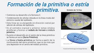 Embriología Humana [upl. by Ynffit]