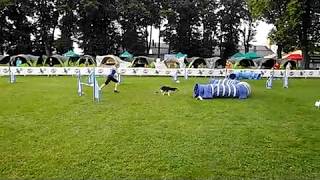 BC FILL Alchera  agility debut [upl. by Esidnac]