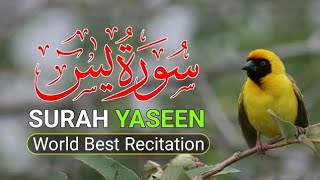 Surah yaseen Shareef ll Full with Arabic ll Biuntiful Recitation ll Surah yaseen Shareef [upl. by Wallford856]