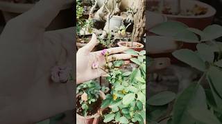 Rose plant care and tips🪴plants garden flowers shorts subscribe mybeautifulgarden [upl. by Narut]