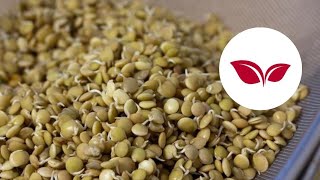 Germinado de Legumbres  Dieta Antiinflamatoria Elimina la Lectina [upl. by Ellehcir]