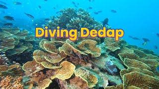 Dive Batam Dedap Island [upl. by Amesari]