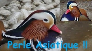 Aix galericulata Linnaeus 1758 HD Canard mandarin  Ménagerie Paris  112014 [upl. by Clute]