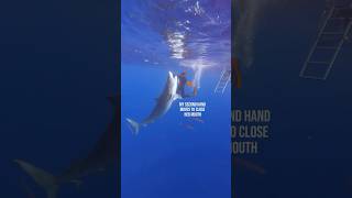 Extremely RARE Encounter With A Tiger Shark 😯 sharktours sharkdiving safety a [upl. by West882]