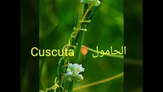 الحامول 🌹Cuscuta [upl. by Ladnyk]