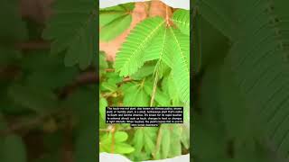 Touchmenot plant 🌿youtubeshorts viralvideo viralshorts touchmenotplant botany plantscience [upl. by Madlin680]