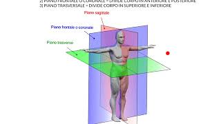 ANATOMIA  LEZIONE PRELIMINARE 1  PIANI DEL CORPO [upl. by Glassman740]