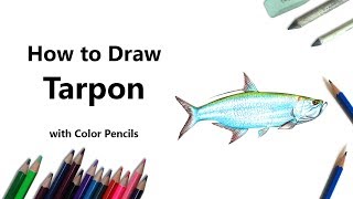 How to Draw a Tarpon with Color Pencils Time Lapse [upl. by Bellaude17]