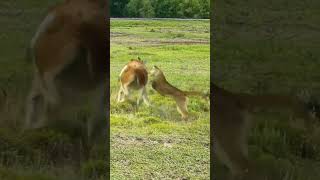 Alpaca vs Jaguar Wild Animals at Close Range Animal Combat Power Competition [upl. by Koval]