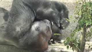 Gentaro playing with his father Momotaro in the Kyoto Municipal Zoo Japan [upl. by Ecneps838]