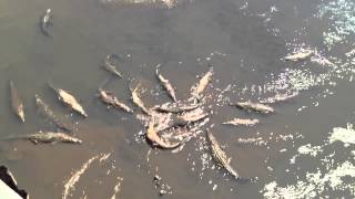 Biggest saltwater crocodile feeding on Costa Rica [upl. by Yael101]