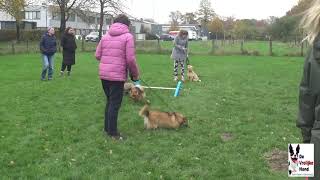 E G honden training Zaterdag 16 November 2024 [upl. by Alywt]