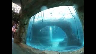 The Abyss Slide  Atlantis Bahamas Waterpark Aquarium Slide GoPro Video [upl. by Orten]