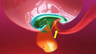 Allantois formation  Embryonic folding 3D overview  Animated Embryology  3rd Week [upl. by Dinerman]