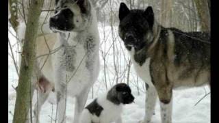 PLEASE WATCH IF YOU LOVE AKITAS [upl. by Ataynik]