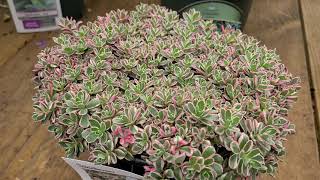 Sedum Tricolor Stonecrop  Superb Hardy Easy to Grow🌝and VERY COLORFUL Perennial [upl. by Zubkoff]