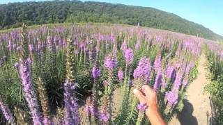 Dense Blazingstar  Liatris spicata at Ion Exchange [upl. by Fidole]