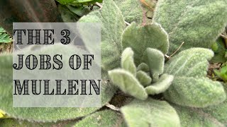 COMPLETE Guide to Mullein  Medicinal Use and Growing Guide  Herbal Spotlight [upl. by Enineg]