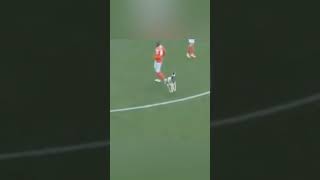 Dog Crashes Soccer Match and Steals the Show [upl. by Atirehgram655]