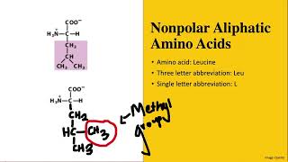 How to Memorize the 20 Amino Acids amp their Structures a beginners guide  MCAT BIOCHEMISTRY [upl. by Ttreve461]