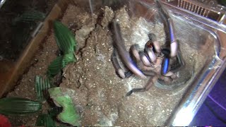 Feeding Mystica  Chilobrachys natanicharum [upl. by Nwahsd975]