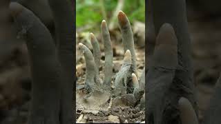 Xylaria Polymorpha a saprobic fungus is commonly referred to as “dead man’s fingers” [upl. by Talich]