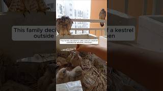 This family decided to take care of a kestrel outside the window and then animalshorts [upl. by Batchelor]