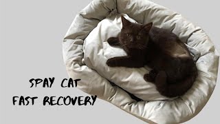 Spay cat fast recovery [upl. by Ynnhoj]