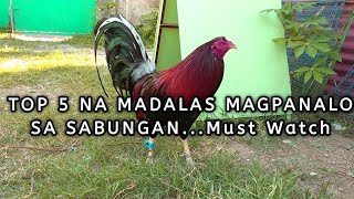 TOP5 BEST GAMEFOWL BLOODLINES  pinakamalalakas at nagpapanalo na manok [upl. by Reisinger]