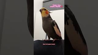 Its time for Montyvitamins 😂 Monty The Naughty Cockatiel singing his happy song both versions [upl. by Oruhtra]