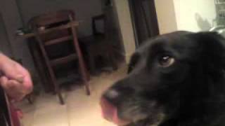 Homeopathy works for me  A cyst in a dogs eye went away after using homeopathy [upl. by Leirud330]