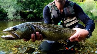 Marmorata Marble Trouts  Sight Fishing  Slovenia 2013 [upl. by Teador]