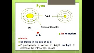 Cholinergic DrugsAcetylcholineParasympathomimeticsMuscarinic receptorDrugs of Autonomic Nervous [upl. by Millwater]