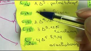 Biochimie  les lipides الدسم بطريقة مبسطة 🤩✨ [upl. by Weldon759]