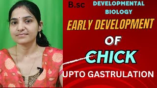 Early Development Of Chick up to Gastrulation bsc 3rd yearEmbryonic Development of Birds [upl. by Accire]