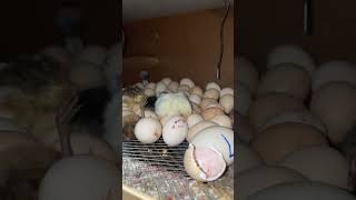 Incubator Hatching Start incubator hatching babychicken [upl. by Rj]