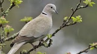 Tourterelle Turque  Eurasian Collared Dove  Chant [upl. by Nivat]