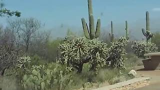 Saguaro National Park 2019 [upl. by Eerrahs]