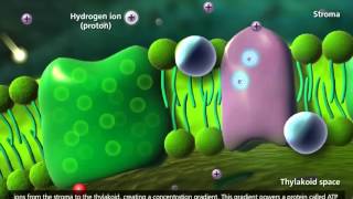 Photosynthesis Light reaction Calvin cycle Electron Transport 3D Animation [upl. by Ajiat]