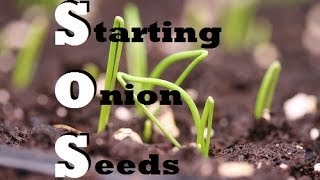 How to Start Onions Indoors  Growing from seed [upl. by Mcculloch]