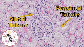 Kidney Histology  Proximal vs Distal Tubules  Urine for a Good Time [upl. by Nysilla159]