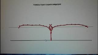 Cięcie winorośli wyprowadzanie formy Guyota pierwszy rok [upl. by Susanetta]