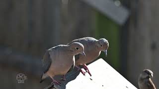 Mourning doves anxiously waiting for their turn to eat [upl. by Dunn]