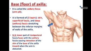 Anatomy of Axilla and Brachial Plexus  Dr Ahmed Farid [upl. by Aihsatal]