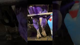 Im Testing a Wound Healing Spray on Cows 🐄 [upl. by Molahs]