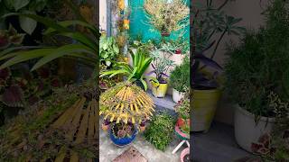 Winter season flowers full blooming 💐🤗plants gardenflowers viralvideo [upl. by Peltier346]