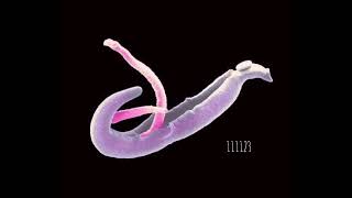 Schistosoma Love Thelmo QF [upl. by Cirted]